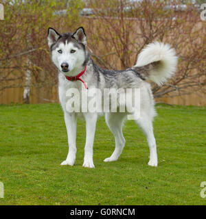 husky siberiano Foto Stock