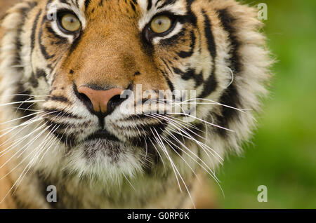 La tigre di Sumatra (Panthera tigris sumatrae) prese in condizioni controllate a Wildlife Heritage Foundation Smarden Kent Foto Stock