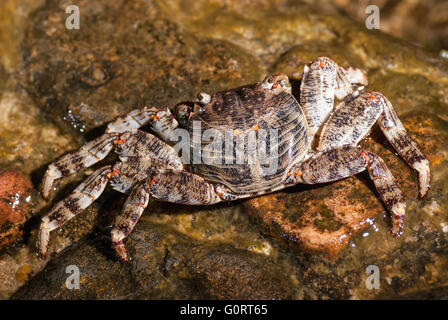 Bagnate il granchio di mare seduti sulla pietra Foto Stock