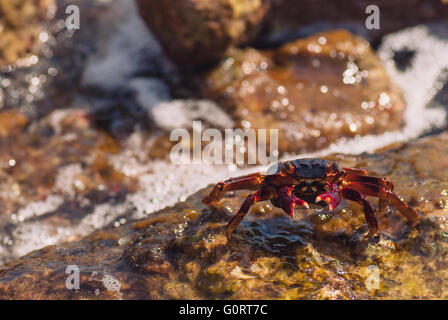 Bagnate il granchio di mare sulla pietra su una soleggiata giornata estiva Foto Stock