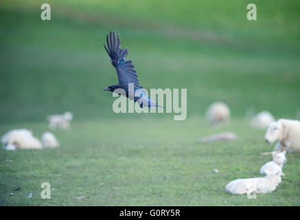 28/04/2016, il nord del Corvo, Corvidae; in un figliando campo nell'area di Caithness in Scozia UK. Foto Stock