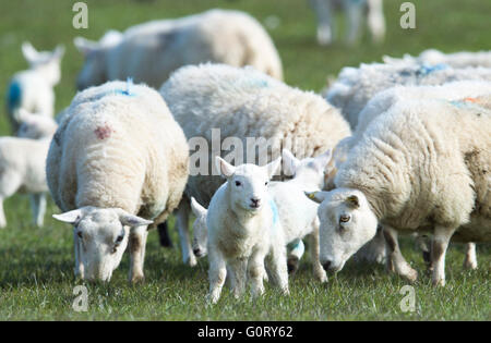 27/04/2016, le pecore e gli agnelli pascolano in un campo a Kirkhill farm, Caithness in Scozia. Foto Stock