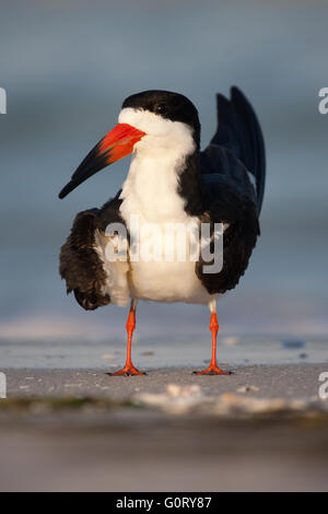 Un nero skimmer arricciatura le sue piume Foto Stock