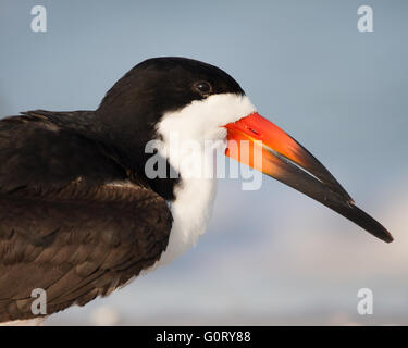 Un ritratto di un skimmer nero Foto Stock