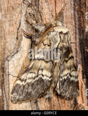 Lunare marrone marmorizzato tarma (Drymonia ruficornis) dal lato. Britannico di insetti notturni nella famiglia Notodontidae, a riposo Foto Stock