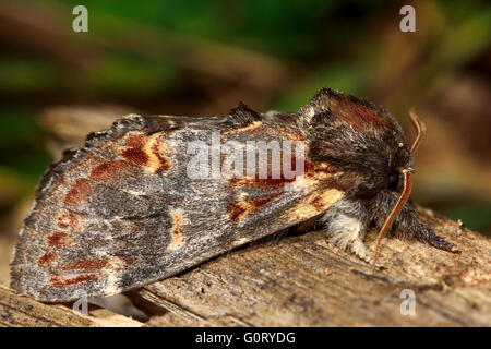 Ferro falena prominente (Notodonta dromedarius). Britannico di insetti notturni nella famiglia Notodontidae, a riposo Foto Stock