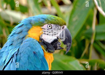 Un blu e giallo Macaw, o blu e oro Macaw (Sud Americana parrot) (Ara ararauna) Foto Stock