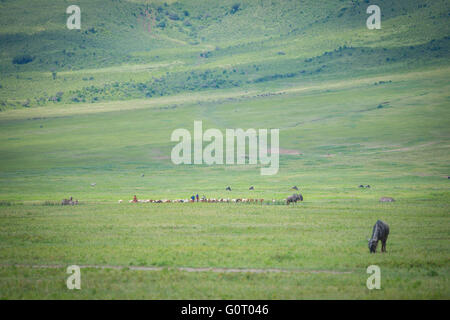 Local Maasai Mara mandriani frequentano i loro capi di bestiame in profondità all'interno del cratere di Ngorongoro in Tanzania Africa orientale Foto Stock