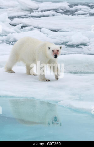 Uno macchiato di sangue orso polare rendendo il suo modo attraverso i ghiacci verso la nostra nave Austfonna off su Nordaustlandet, Svalbard Foto Stock