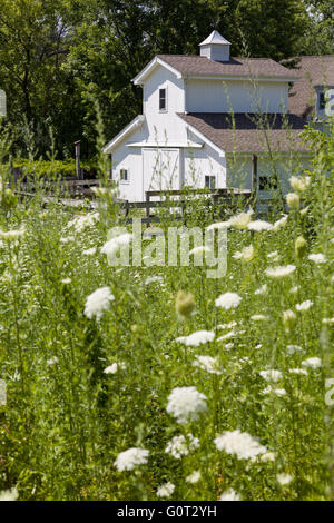 Un piccolo fienile di cavalli e un campo di fiori selvatici di Glenview, Illinois, Stati Uniti d'America. Foto Stock