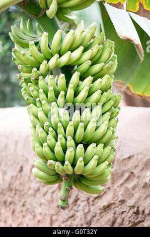 Albero di banana con un mazzetto di crescente maturazione banane verdi Foto Stock