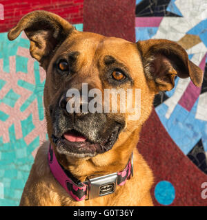 Pastore/Boxer croce davanti alla East Village murales, Arte di strada, Calgary, Alberta, Canada Foto Stock