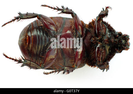 La parte inferiore di un asiatico scarabeo rinoceronte (cocco beetle) su sfondo bianco. Foto Stock