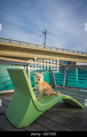 Poco bianco di razza cane, con un collare di Batman, C-Treno linea, East Village, Calgary, Alberta, Canada Foto Stock