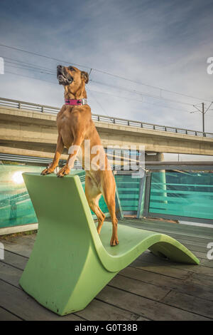 Pastore/boxer di razza cane, con un collare di Batman, C-Treno linea, East Village, Calgary, Alberta, Canada Foto Stock