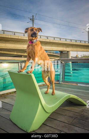 Pastore/boxer di razza cane, con un collare di Batman, C-Treno linea, East Village, Calgary, Alberta, Canada Foto Stock