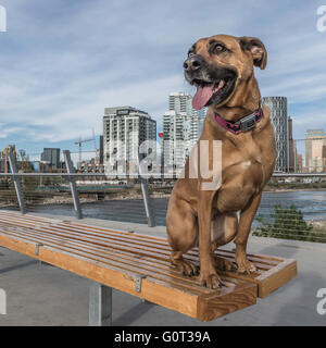 Pastore/boxer cross, ritratto, razza, East Village, Calgary, Alberta, Canada Foto Stock