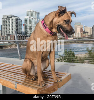 Pastore/boxer cross, ritratto, razza, East Village, Calgary, Alberta, Canada Foto Stock