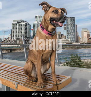 Pastore/boxer cross, ritratto, razza, East Village, Calgary, Alberta, Canada Foto Stock