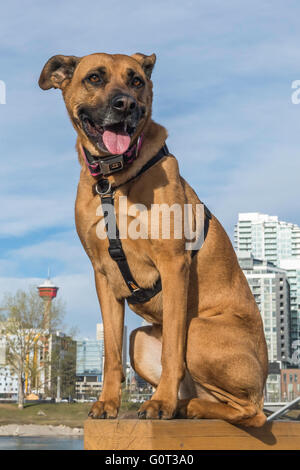 Pastore/boxer cross, ritratto, razza, East Village, Calgary, Alberta, Canada Foto Stock