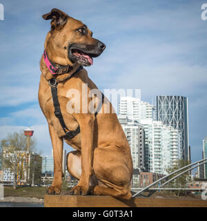 Pastore/boxer cross, ritratto, razza, East Village, Calgary, Alberta, Canada Foto Stock