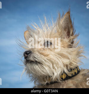 Piccolo Cane bianco, ritratto, barboncino-chihuahua-schnauzer mix di razza mista Foto Stock