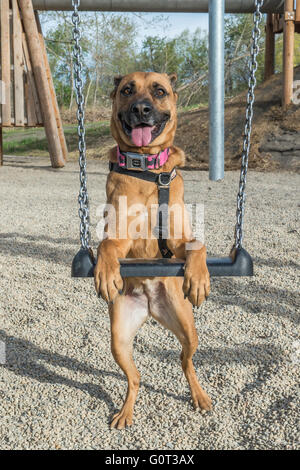 Pastore/boxer cross, ritratto, razza, ritto poggiante su un altalena in un parco giochi, San Patrizio Isola, Calgary Foto Stock