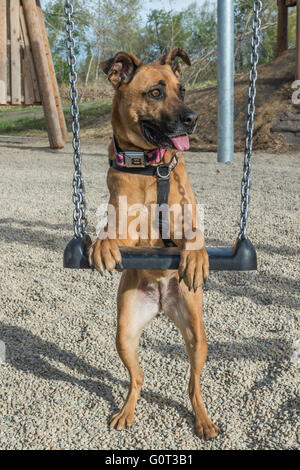 Pastore/boxer cross, ritratto, razza, ritto poggiante su un altalena in un parco giochi, San Patrizio Isola, Calgary Foto Stock