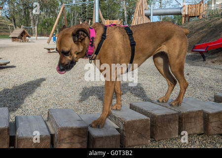 Pastore/boxer cross, ritratto, razza, in piedi sul movimento dei blocchi di legno in un parco giochi, San Patrizio Isola, Calgary Foto Stock