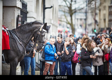 Whitehall si trova all'entrata di Horse Guards Avenue, Whitehall, Londra, Inghilterra turistica e guardare le fotografie di protezioni hors Foto Stock