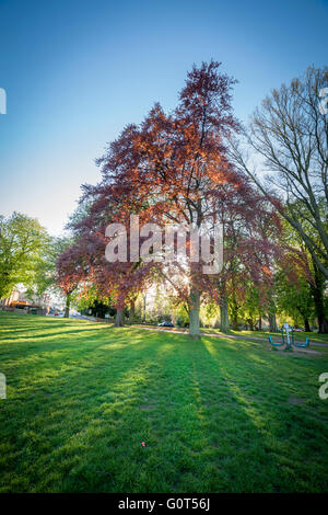 Abington Park, Northampton, serata in primavera. Foto Stock