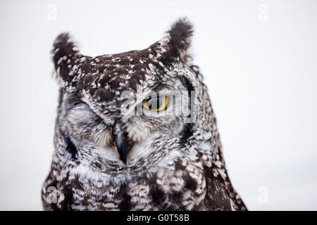 African macchiato il gufo reale (Bubo africanus) Foto Stock