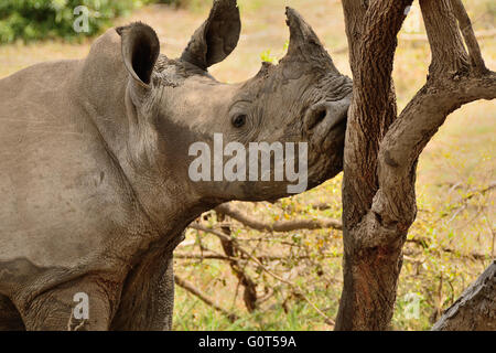 Africa rinoceronte bianco vitello strofinando il mento fangoso a secco su un ceppo di albero Foto Stock