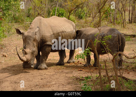 Africa rinoceronte bianco madre con vitello lattante Foto Stock