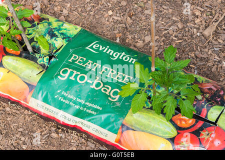 Pomodori che crescono in una torba libera gro-bag all'interno di un polytunnel. Foto Stock