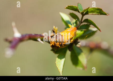 Rose ruggine fungina (Phragmidium mucronatum). Impianto comune patogeno evidente come arancio brillante pustole sulla levetta in erba di rosa canina Foto Stock