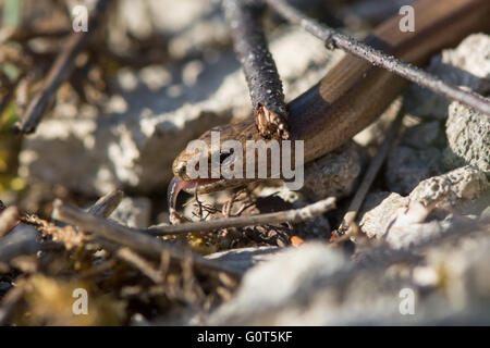 Slow worm (Anguis fragilis) tra il sottobosco con la lingua. Legless lizard alla rilevazione del suo ambiente con la sua lingua biforcuta Foto Stock