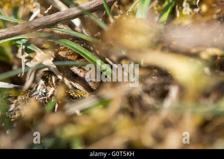 Slow worm (Anguis fragilis) nascosto tra il sottobosco. Una lucertola legless nella famiglia Anguidae, superbamente mimetizzata in basso Foto Stock