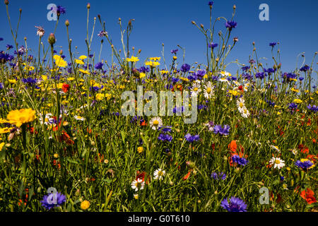 Prato di fiori selvaggi con papaveri e cornflowers sotto un cielo blu chiaro Foto Stock