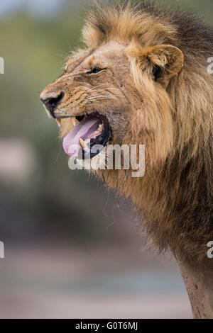 Ritratto di un maschio di leone (Panthera leo) grimmacing durante flehmen Foto Stock