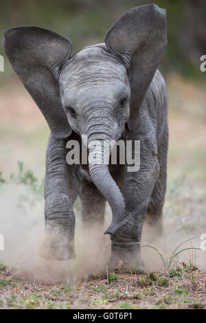 I giovani africani bull elefante africano (Loxodonta africana) simulazione di carica e sollevando la polvere con i suoi orecchi sbattimento Foto Stock