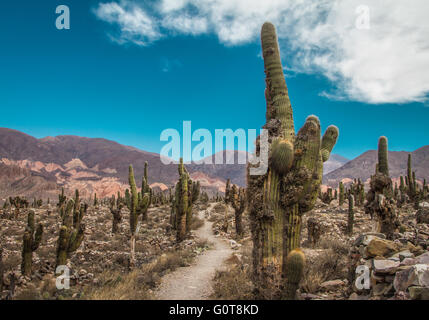 Paesaggio di Cactus in Argentina Foto Stock