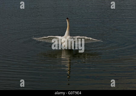 Cigno - Cygnus olor. Immagine presa al serbatoio Wilstone, Hertfordshire, Regno Unito Foto Stock