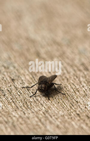 Bluebottle Blow-fly Calliphora vomitoria al serbatoio Wilstone, Hertfordshire, Regno Unito Foto Stock