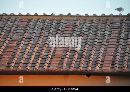 Una particolare immagine di un piastrellato tetto di Terracotta in Italia con seagull Foto Stock