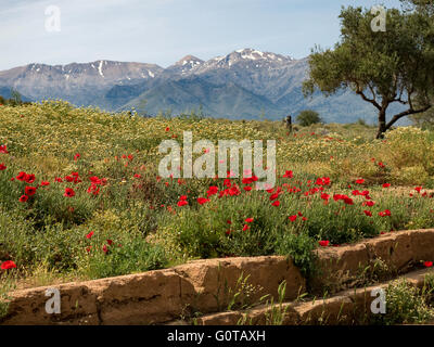 Fiore di primavera prato in creta Foto Stock