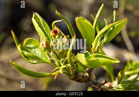 Blooming pera branch close-up Foto Stock