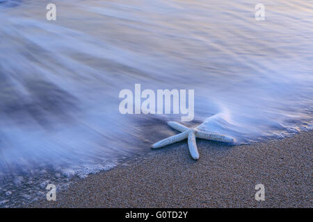 Bellissimo mar mediterraneo con stella marina Foto Stock