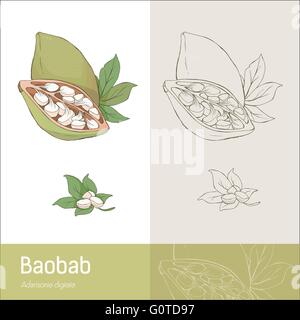 Disegnata a mano baobab frutti con foglie e semi, disegno botanico Illustrazione Vettoriale