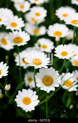 Wild daisy fiori close up Foto Stock